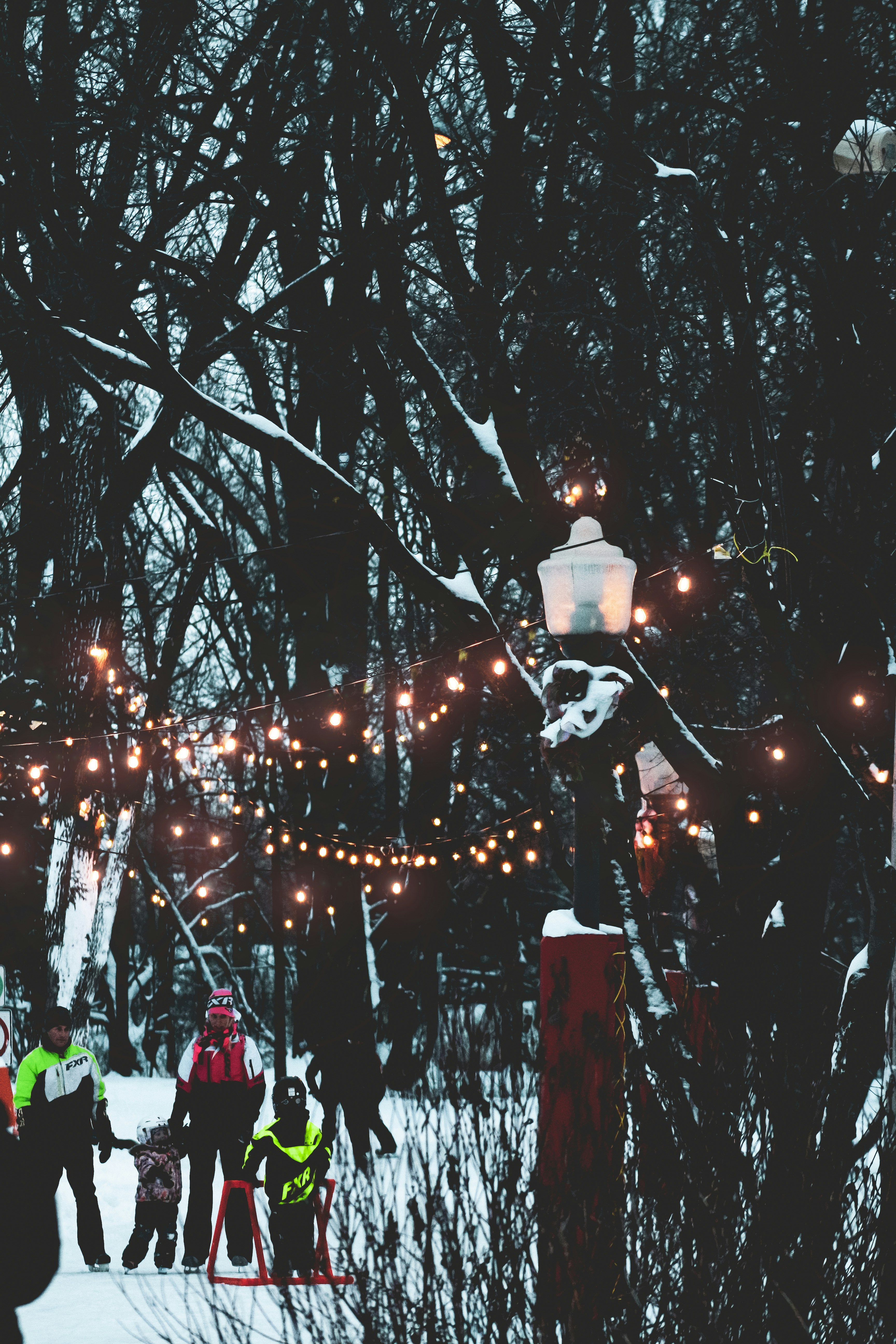 string lights on tree during night time